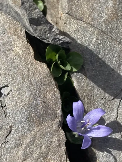 Cenisia bellflower