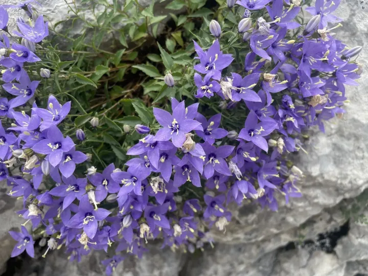 Waldstein's bellflower