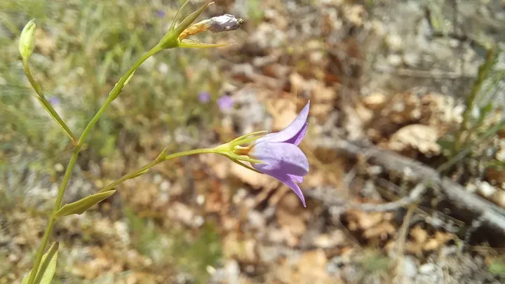 Campanula phrygia