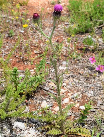 Brotero's thistle