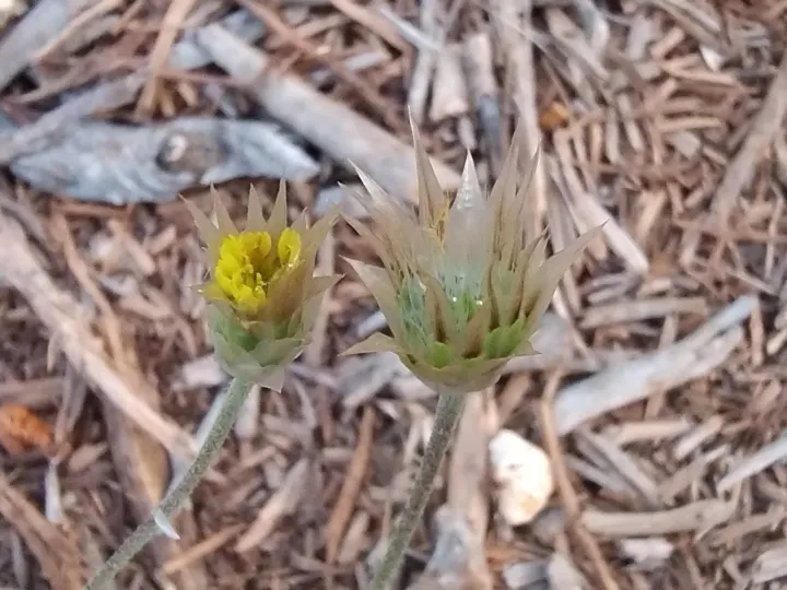 Catananche lutea
