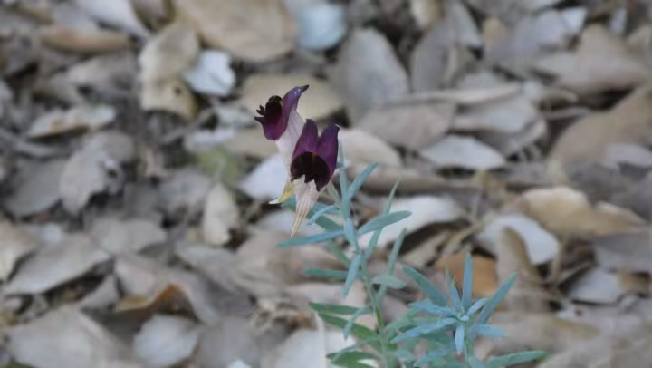 Linaria tristis