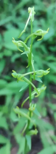 Platanthera ophrydioides