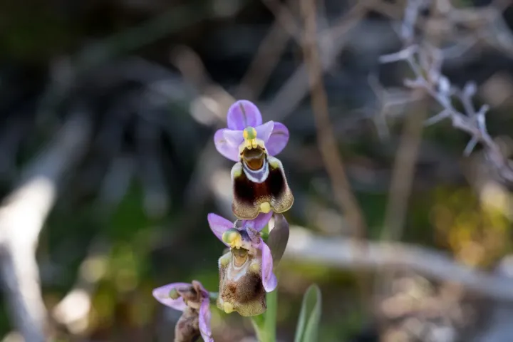 Ophrys ficalhoana