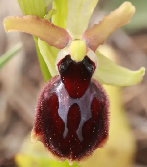 Ophrys majellensis