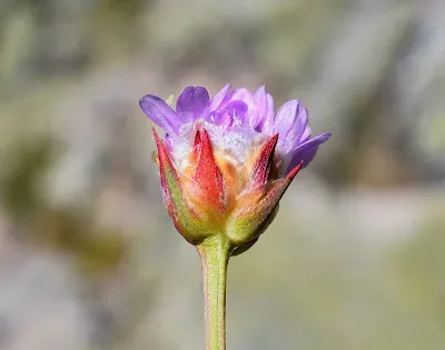Armeria sampaioi