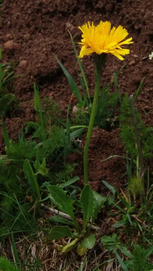 Scorzoneroides cantabrica