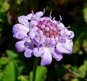 Scabiosa vestina