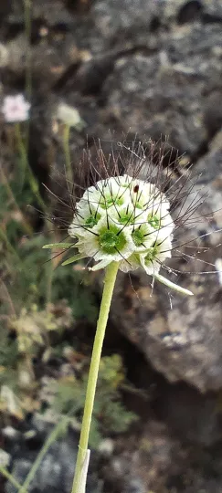 Turolense scabious