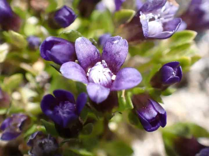 Dwarf gentian