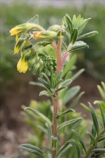 Onosma helvetica