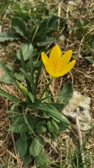 Sternbergia sicula