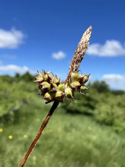 Fritsch's sedge