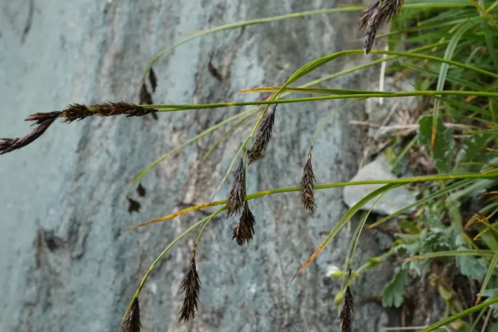 Sooty sedge