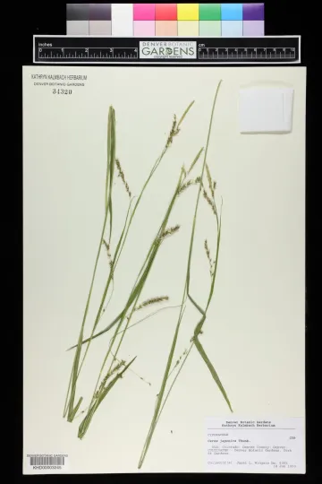 Japanese sedge