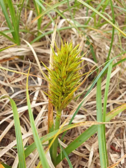 Kobomugi sedge