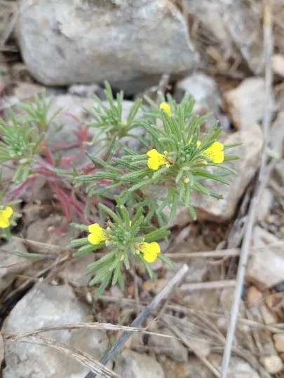 Ground pine