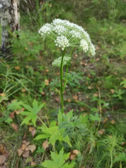 Tatarian hemlock parsley