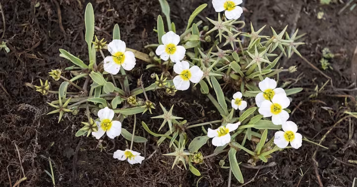 Damasonium polyspermum