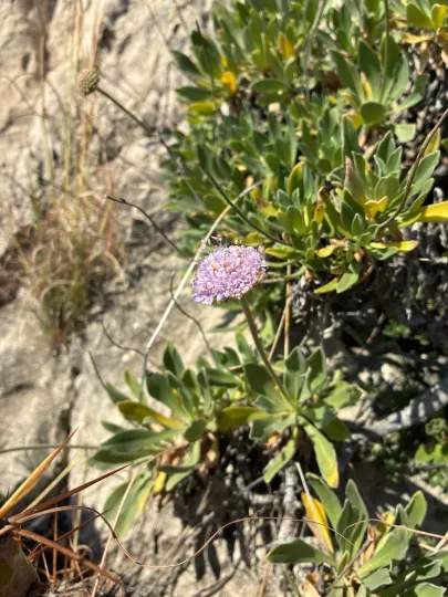 Cretan pincushion