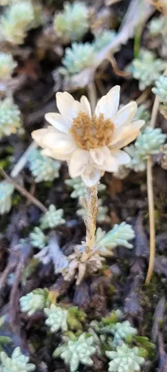 Castroviejoa frigida