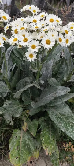 Крестовник Смита