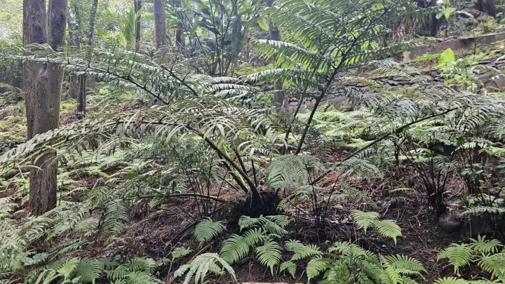Angiopteris lygodiifolia