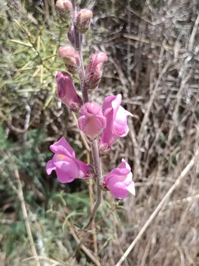 Antirrhinum litigiosum