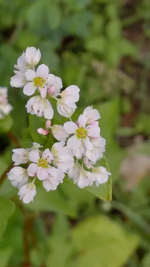Common buckwheat