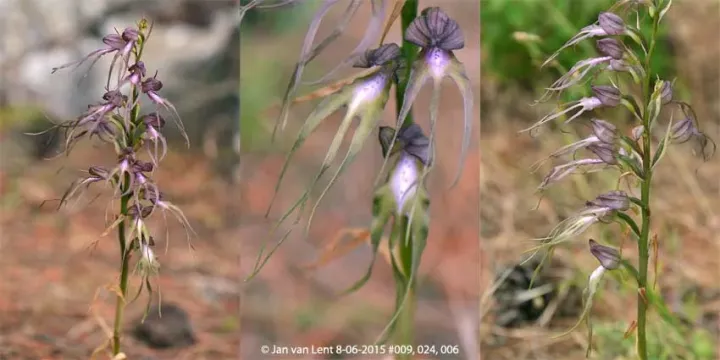 Himantoglossum montis-tauri