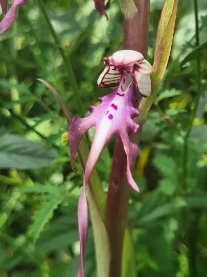 Himantoglossum calcaratum