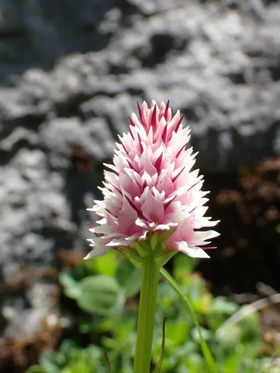 Styrian vanilla orchid