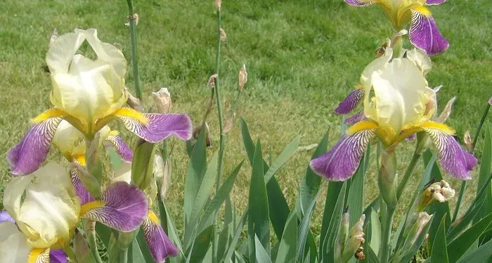 Squalid iris