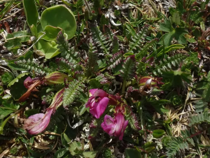 Pedicularis portenschlagii