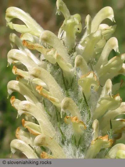 Pedicularis friderici-augusti