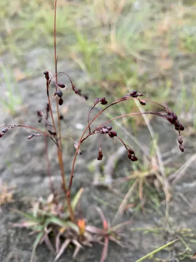 Wahlenberg's woodrush