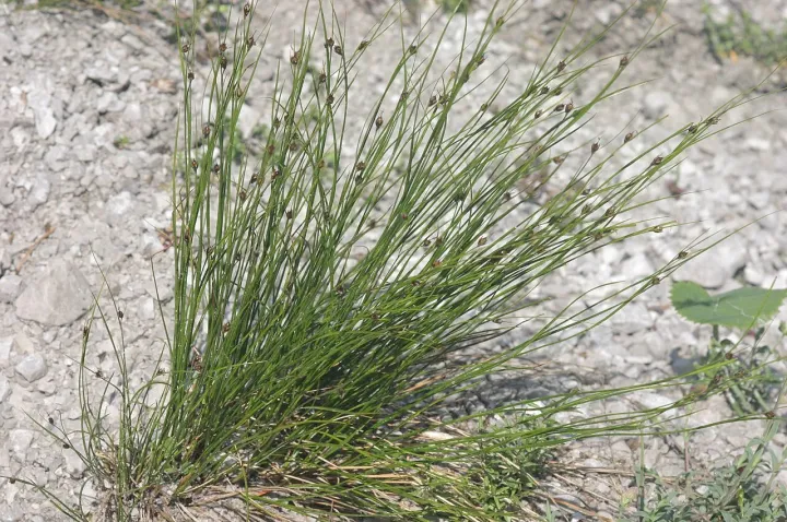 Single-flowered rush