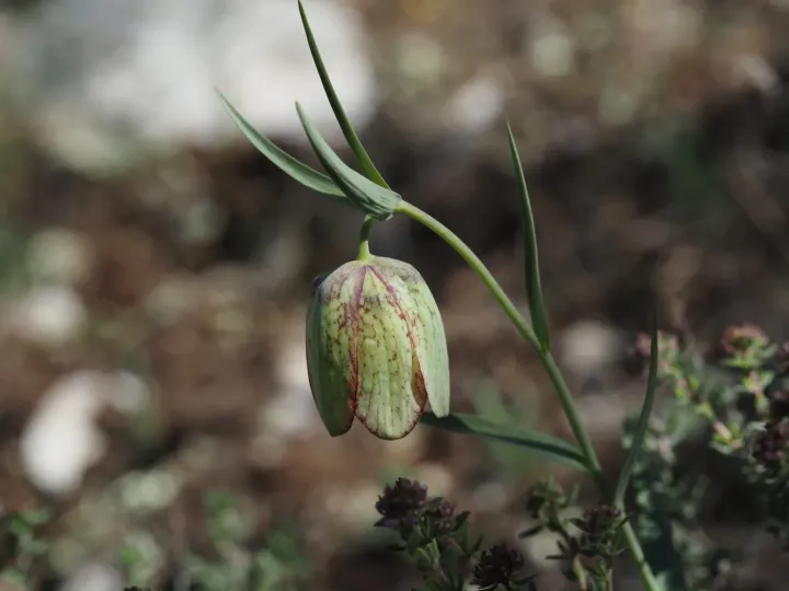 Fritillaria involucrata