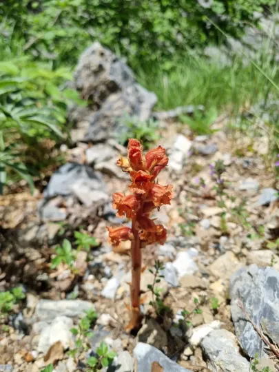 Заразиха Хэнселера