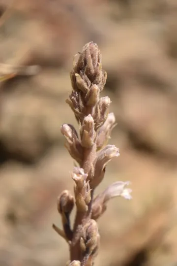 Orobanche inexspectata