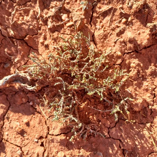 Nanophyton erinaceum