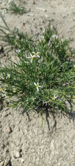 Leptaleum filifolium