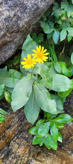 Corsican leopard's bane