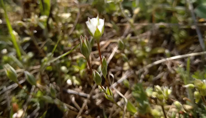 Moenchia graeca