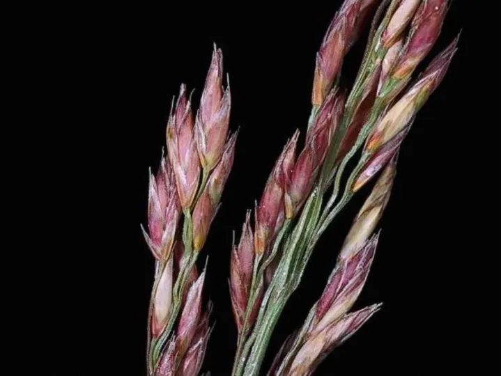 Овсяница тростниковая