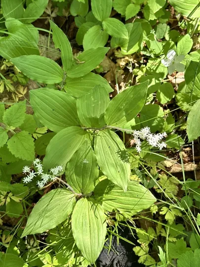 Japanese False Solomon's Seal