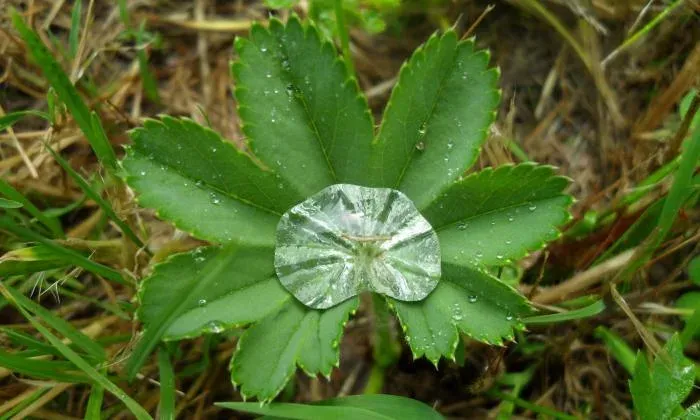 Alchemilla effusa