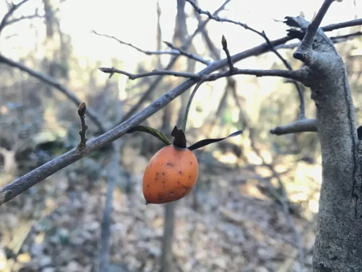 Diamond-leaf persimmon