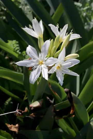 Illyrian sea lily