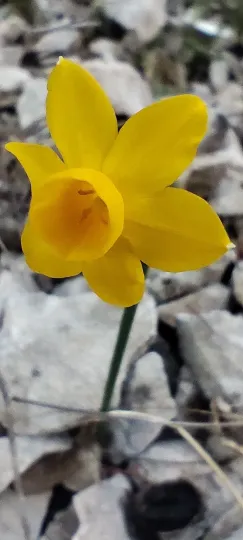 Cuatrecasas narcissus